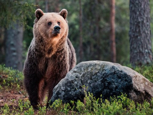 Более 3 тысяч медведей разрешили добыть охотникам в Иркутской области