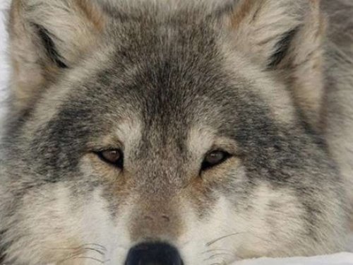 В Алтайском крае начнут выдавать разрешения на добычу волка, кабана, бурого медведя и дичи