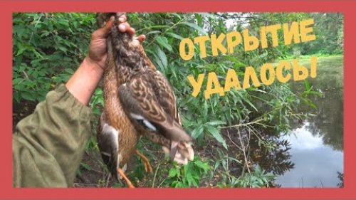 ОХОТА на УТКУ в Кемеровской области. Без добычи не остался, еще и грибов нарезал! Охота 2022.