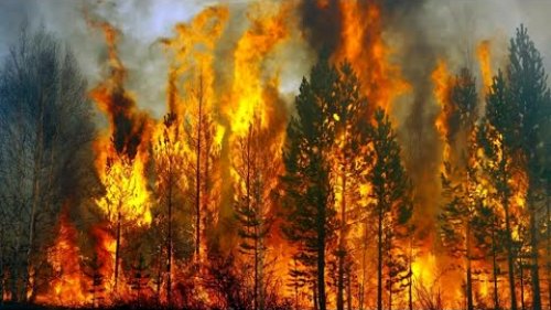 Лесные пожары  Нягань  03 августа 2022