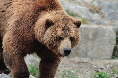 В Омской области предлагают отстреливать больше бурых медведей