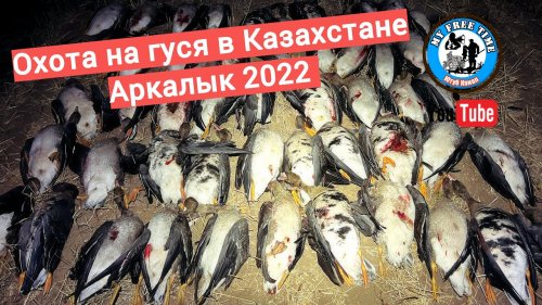 Гусиное Бинго! Охота на гуся в Казахстане 2022 Второи? выезд в Аркалык 4K