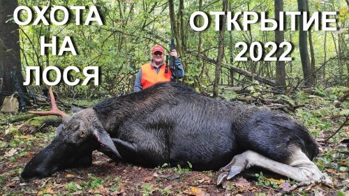 Охота НА ЛОСЯ, открытие сезона загонных охот 2022.