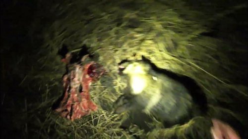 Охота на вредителей с фонарем. Hunting for pests with a lantern. raccoon dog