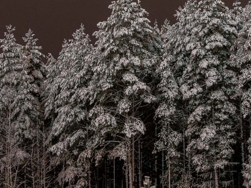 В ночном зимнем лесу.