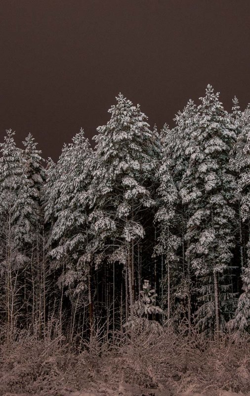 В ночном зимнем лесу.