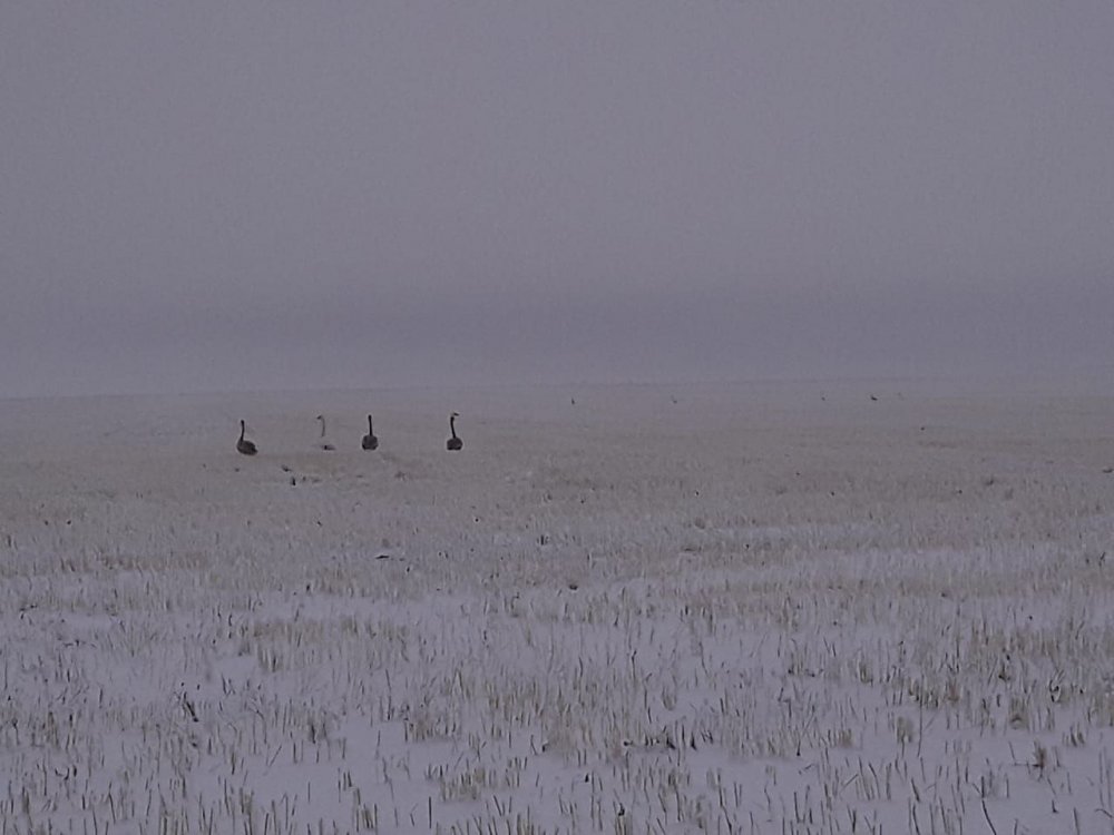 Лебеди на поле.