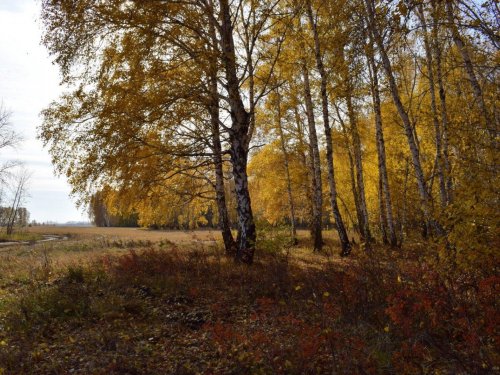 золотая осень Сибири