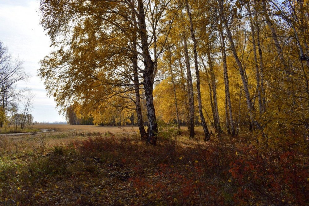 золотая осень Сибири
