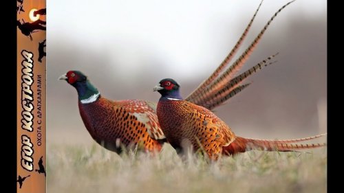 Охота на фазана, открытие сезона. 1 ноября 2022г.