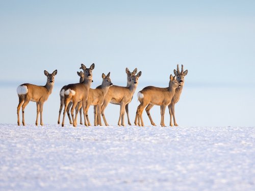 В Новосибирской области осудили бывших полицейских за незаконную добычу 25 косуль