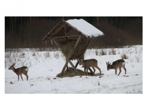 В Алтайском крае увеличилась численность косули и лося