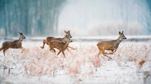 Охота косулю. Рогач, козы, тетерева и кабан