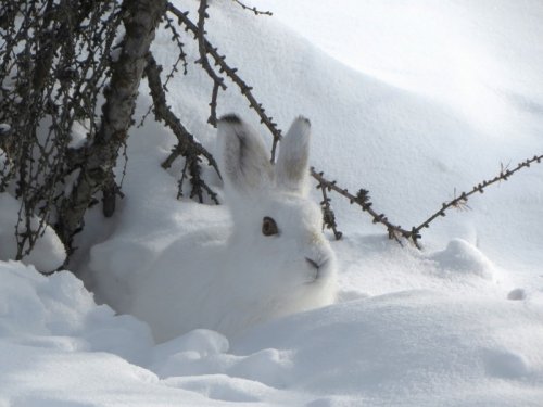 31 января в Омской области закроют сезон охоты на зайца, лисицу и волка