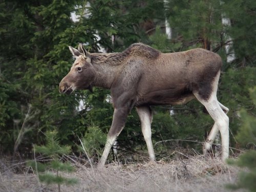 Диких зверей в лесах Тюменской области становится больше