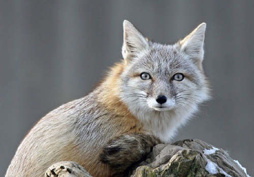 Минприроды призвало омских охотников отстреливать лис