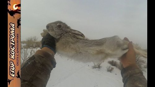 Охота на зайца первая в новом году. Трудовая, но удачная. 2-3 января 2023г.