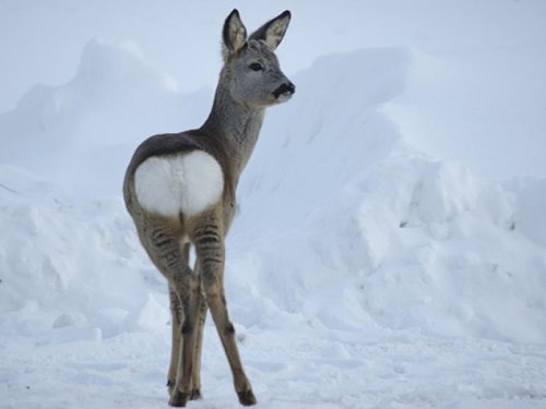 200 тысяч рублей потребовало Минприроды с новосибирца за охоту на косулю