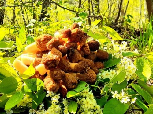 Моё отношение к "Тихой охоте". Основные виды грибов в Сибирских лесах.
