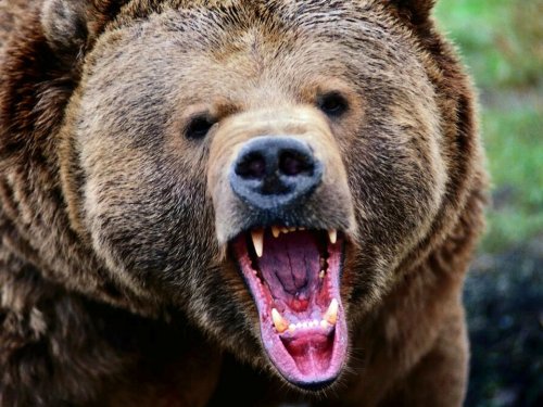 В Омской области в два раза увеличили лимит на отстрел медведей
