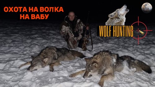 Охота на волка в Беларуси. Очередной дуплет, на вабу вышло два, двух и добыл