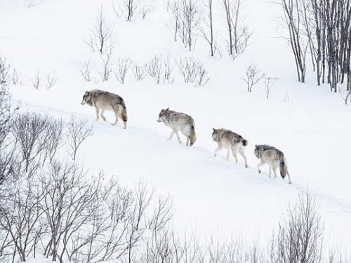 Режим ЧС из-за нападения волков объявлен в якутском селе