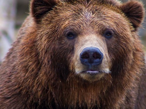 Весенняя охота на бурого медведя начнется 1 апреля