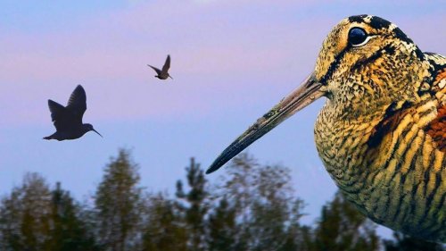 Охота на вальдшнепа woodcock hunting #10 Тверская область