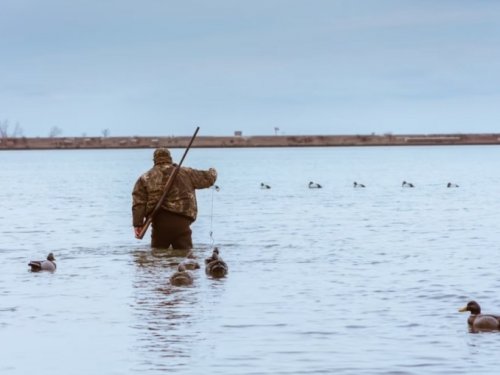 Девять тысяч разрешений и более тысячи отказов — итоги весенней охоты в Новосибирской области