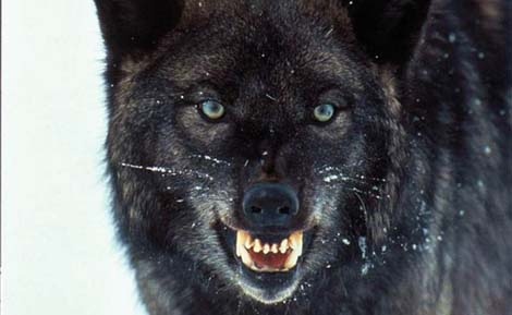 На Алтае разрешили отстрел волкособак для сохранения охотничьих и сельхозресурсов