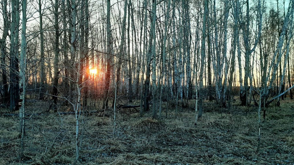 Перед утренней зорькой....