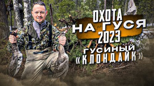 Охота на гуся 2023/Первые трофеи/Гусиный «Клондайк»
