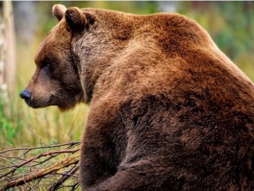 В Новосибирской области с 1 августа откроется охота на медведей