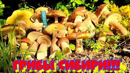 Грибы в Сибири | Первый выезд | Белый гриб | Подберёзовик | Лисички