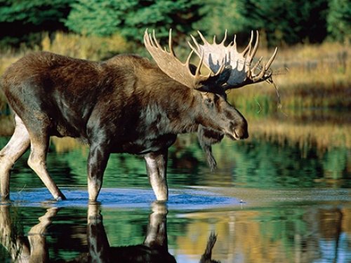В Иркутской области объявили о начале охоты на лося и оленя