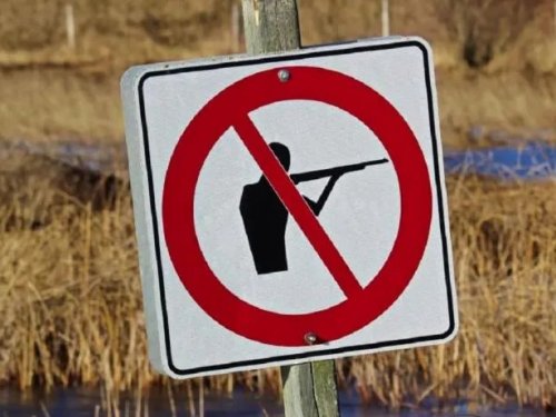 В РФ предложили запретить все виды охоты на время спецоперации