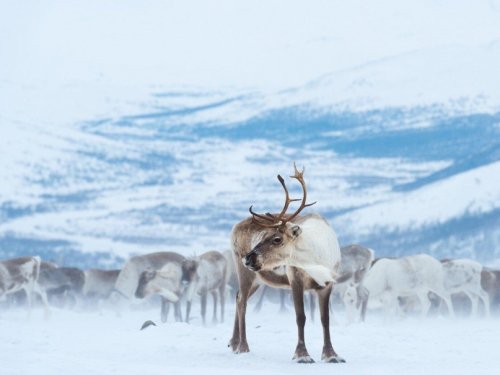 В Томской области озвучили сроки охоты на лося и северного оленя