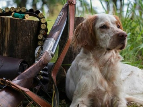 Охота с подружейными собаками открывается в Иркутской области