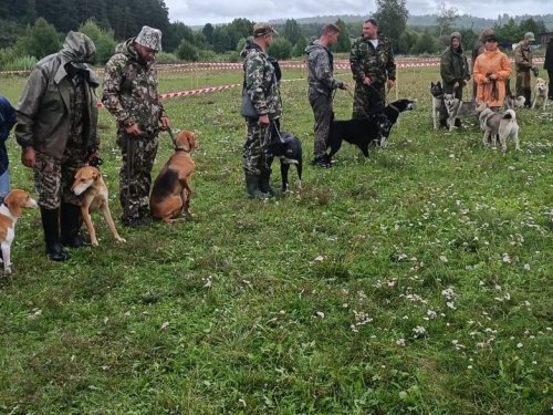 Отчет по проведению 2-ой Северо-Кузбасской районной выставки собак охотничьих пород