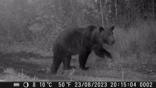 Медведь топает по дороге в лес