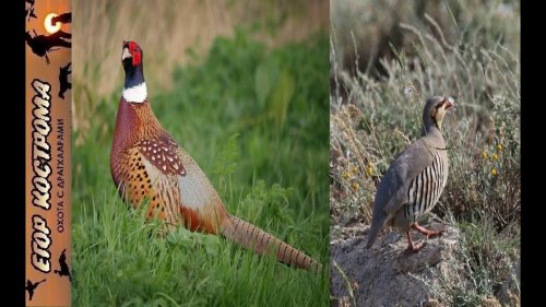 Открытие охоты на фазана и охота на кеклика в горах. Середина октября 2023г.