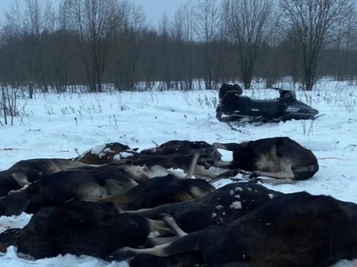 В Ярославской области прекратили громкое дело о бойне лосей