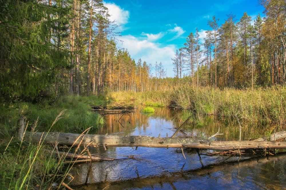 лесная речка