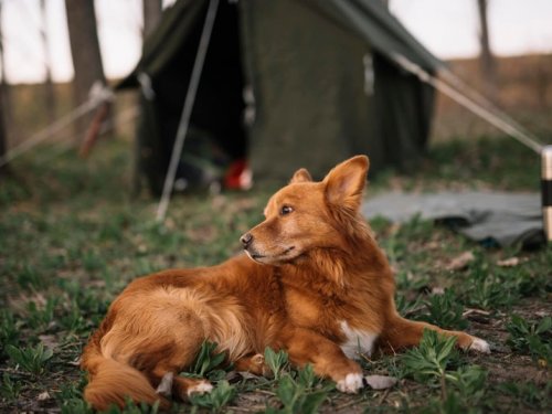 Омских охотников незаконно заставили регистрировать подружейных собак