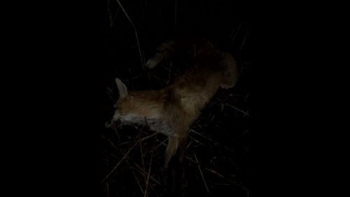 Охота на лис с мелкашкой / Fox hunting with 22lr