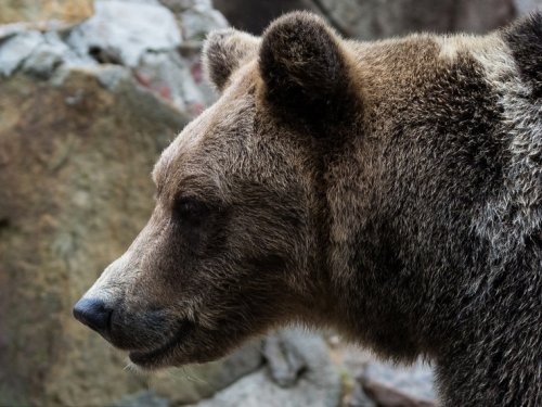 Медведь бродит в поисках еды вокруг села в Томской области. Остальные залегли в спячку