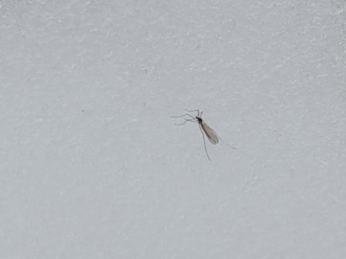 Те самы, суровые сибирские комары 12 ноября)))