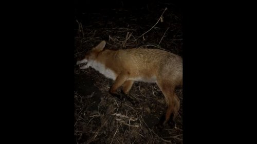 Охота на лис с 22lr / Fox hunting with 22lr