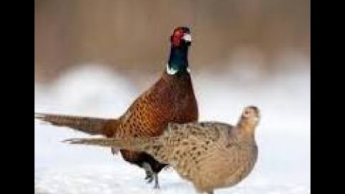 Охота на фазана. Несколько выездов в декабре.
