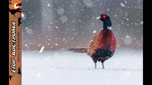 Охота на фазана по первому снегу c ИЖ-58. Начало декабря 2023г.